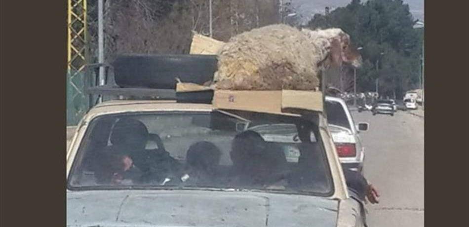 فقط في "كوكب لبنان".. خروف على السيارة!