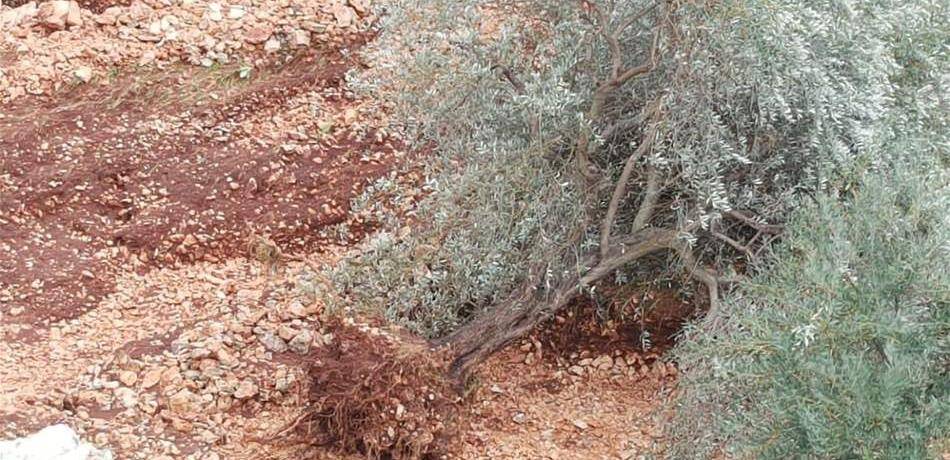 نهر من الوحول وأضرار في المزروعات والسبب جرّ المياه الى قليا (فيديو)