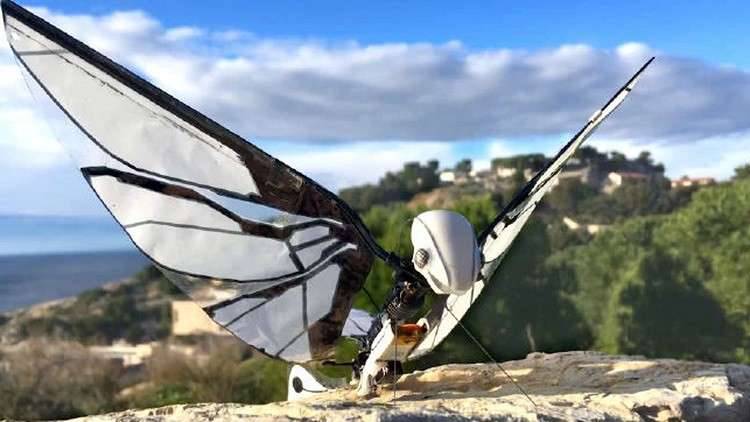 تعرف على روبوت "MetaFly" الشبيه بالحشرات الحقيقية (فيديو)