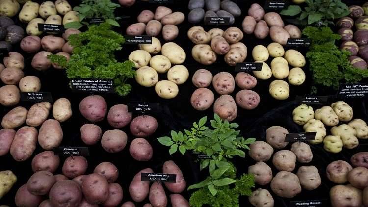 البطاطا تخفض مستوى الغلوكوز في الدم