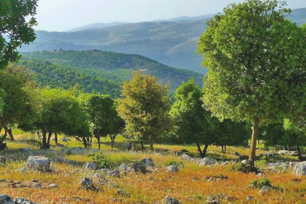 بالصور: تعرفوا على عجلون لؤلؤة الأردن