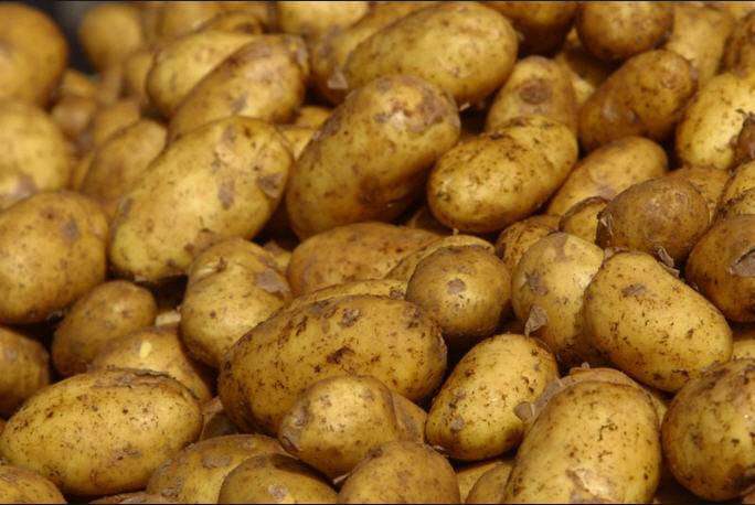 بطاطا مصرية في مرفأ طرطوس لكبح ارتفاع الأسعار والاحتكار