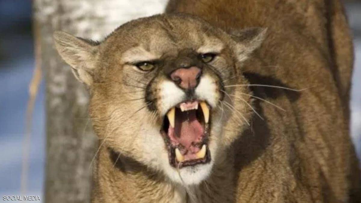 قفزة مذهلة من أم تقهر أسدا.. وإنقاذ طفل من "الفكين القاتلين"