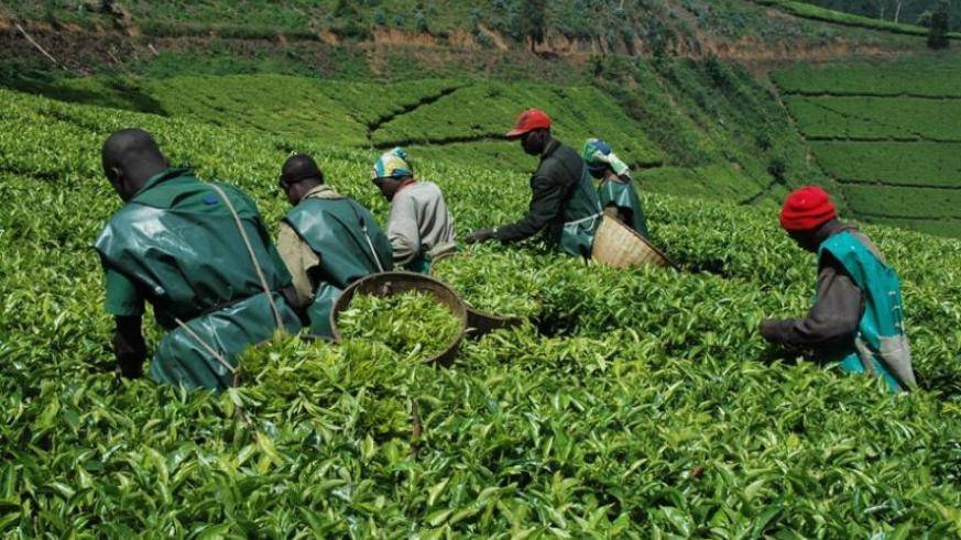 رواندا بعد 25 عامًا من النجاة من مستنقع الحرب والدم