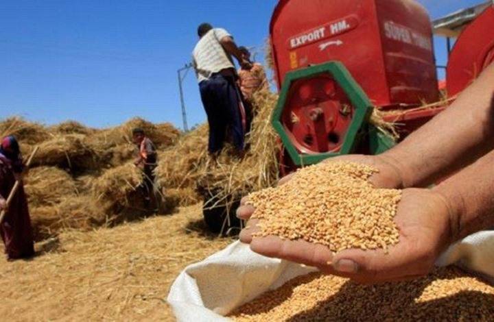 مصر ترفض شحنة قمح فرنسي بسبب ارتفاع نسبة الإرجوت