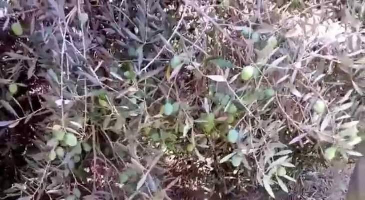 مزارعو الزيتون في حاصبيا يطالبون الدولة بمساعدتهم على مكافحة مرض "عين الطاووس"
