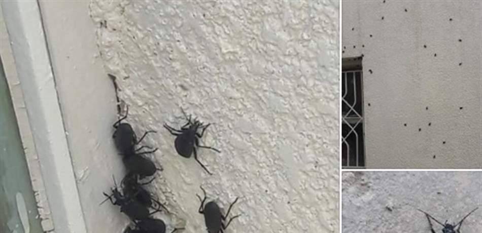 أسراب من الخنافس السوداء تغزو المناطق المجاورة.. وخوفٌ في لبنان!