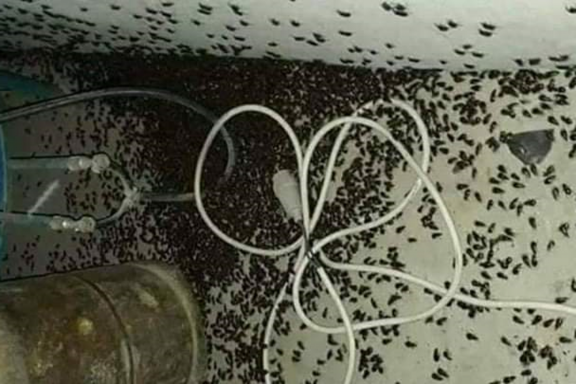 الصراصير تغزو دمشق فهل تصل الى لبنان؟!