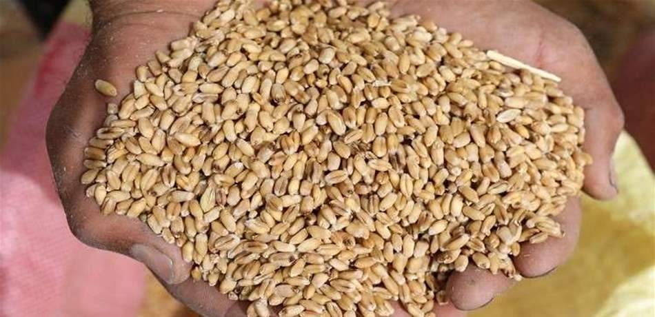 مصر تسمح بدخول شحنة قمح فرنسية عقب إعادة فحصها