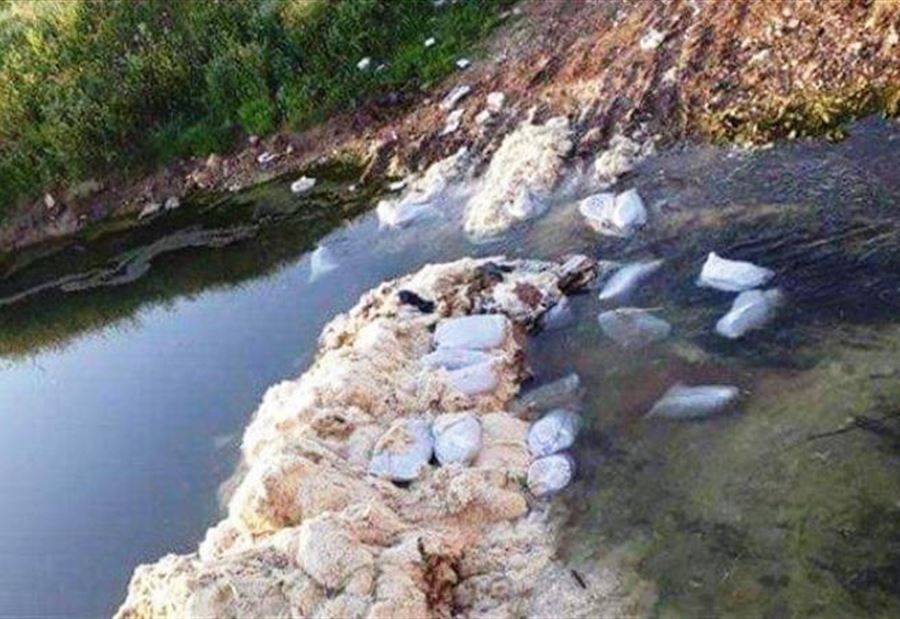 طيور نافقة بمجرى نهر الاسطوان