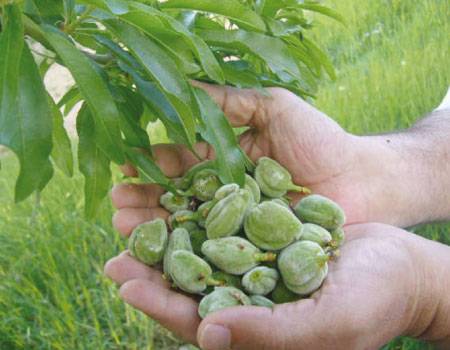 بعد التعرف على فوائد اللوز الأخضر... لن تتوقفوا عن تناوله!