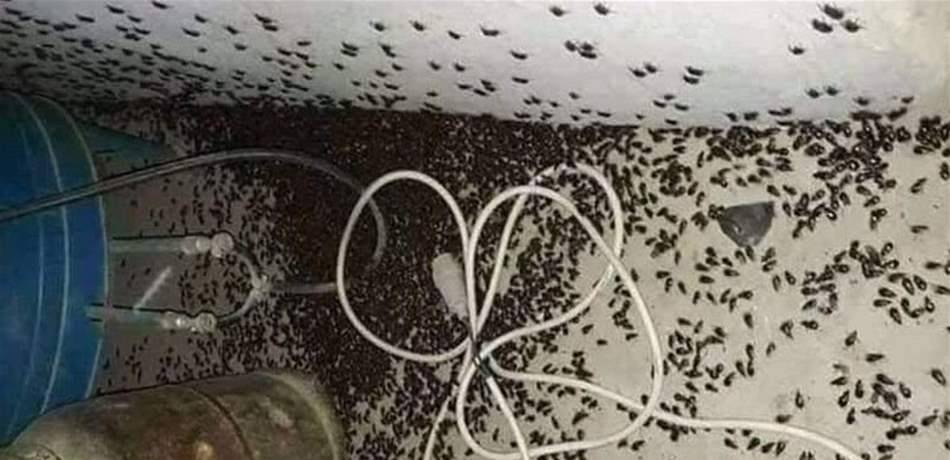 اجتماع في سراي زحلة يدعو لعدم قتل "الخنافس"
