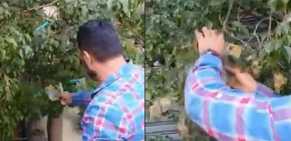 "المصاري بتطلع على الشجر بأستراليا".. مغترب لبناني يثير الجدل ثم يوضح! (فيديو)