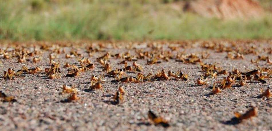 مصلحة الأبحاث الزراعية توضح.. هل يصل الجراد الى لبنان؟