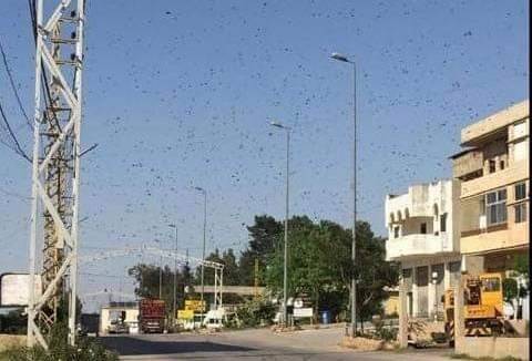 بالصورة : أسراب من الجراد بدأت تظهر في البقاع