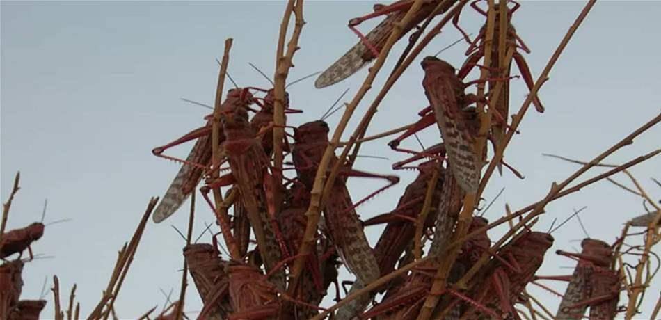 الى اللبنانيين.. إطمئنوا الجراد لن يصل إليكم