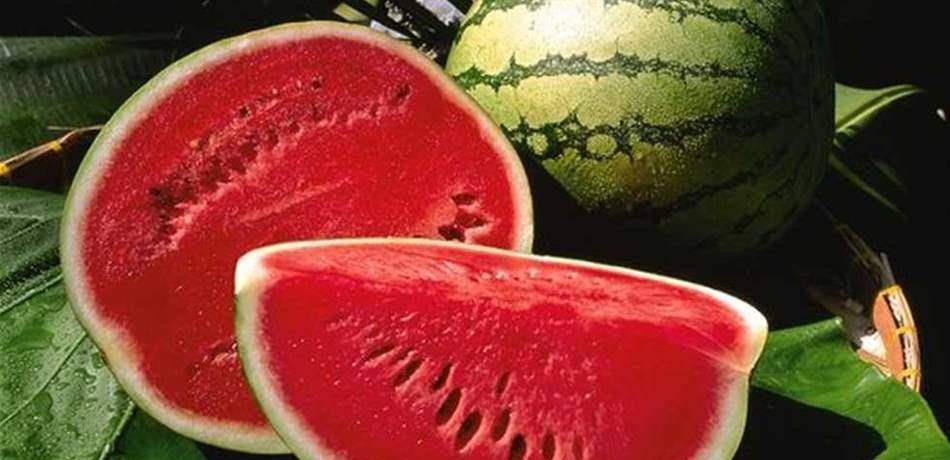 هام للنساء الحوامل.. تناولن البطيخ بكثرة