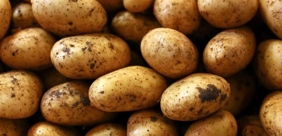 بطاطا وبندورة وبطيخ.. هذا المشترك بينهما!