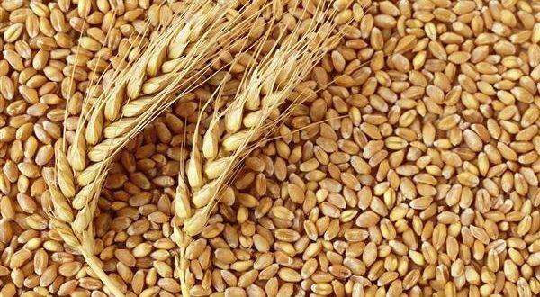 وزير: العراق اشترى 883 ألفا و122 طنا من القمح المحلي