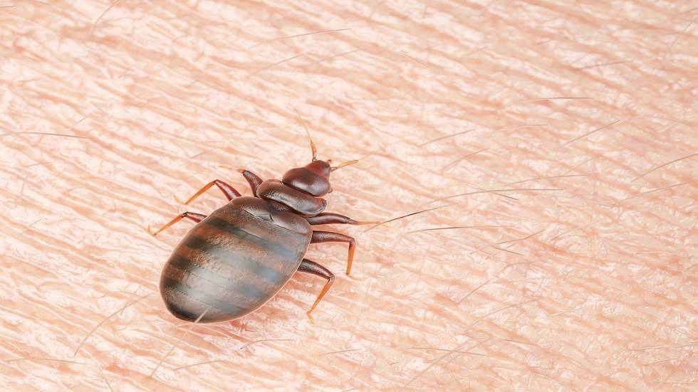 اكتشاف حقيقة مثيرة عن تطور بق الفِراش!