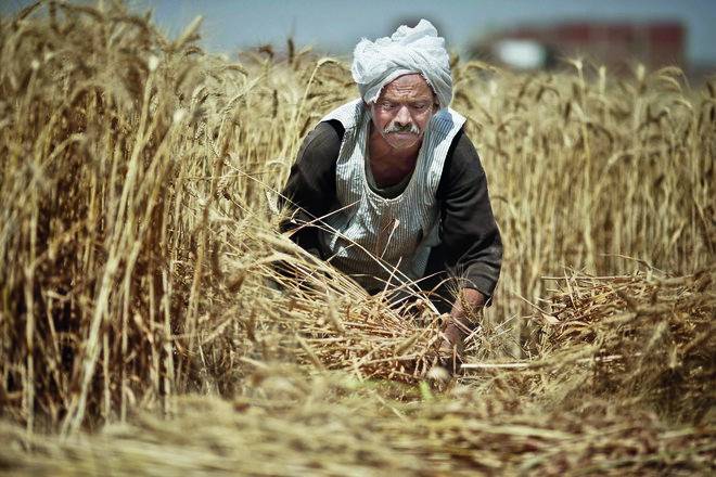 أرقام مقلقة لإنتاج الدول العربية من الحبوب .. تصادم بين النمو السكاني وشح المياه