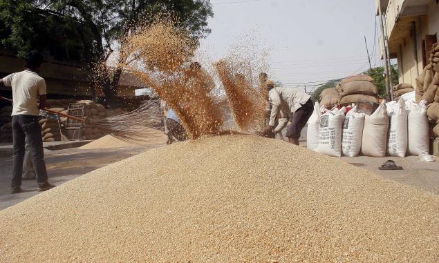 الحكومة المصرية تسعى الى شراء 4 ملايين طن من القمح