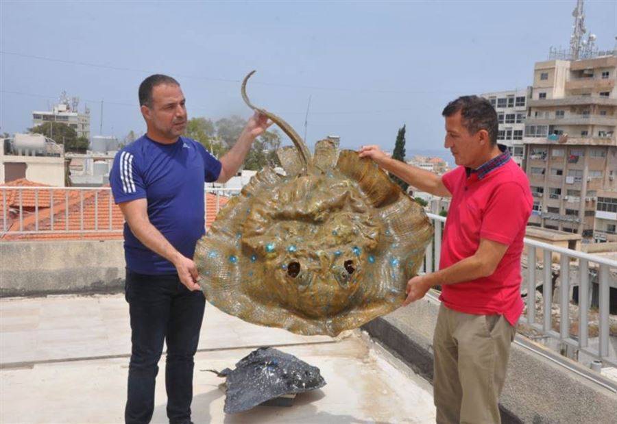 بالصورة: وطاويط بحرية عملاقة في شباك صيادي صور