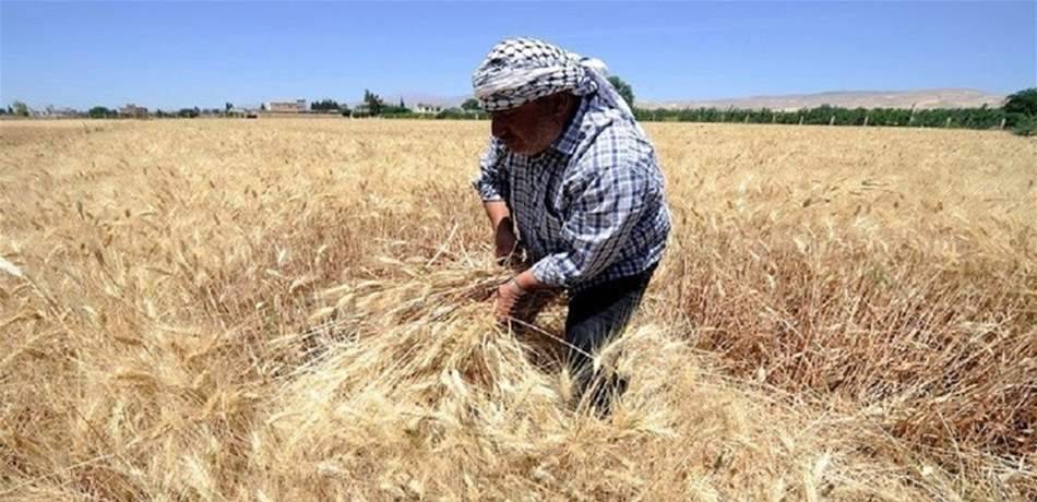 بغداد اشترت أكثر من 1.5 مليون طن قمح من ناتج المحصول المحلي