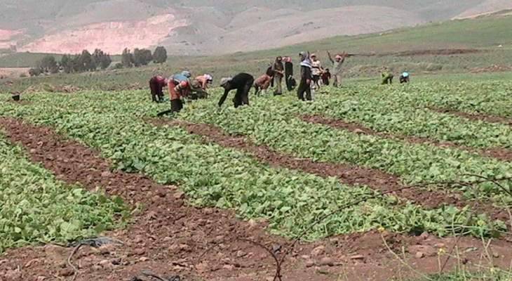 مزارعو المنطقة الحدودية في الجنوب يشكون من كساد موسم البطيخ