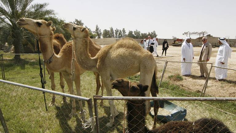قطر تسعى لتحقيق اكتفاء ذاتي مع استمرار المقاطعة الخليجية