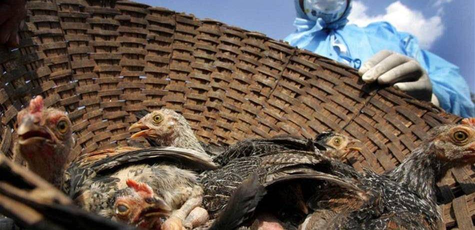 علماء يعدلون جينات الدجاج لوقف انتشار إنفلونزا الطيور