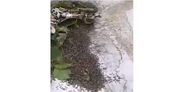 بالفيديو: الاف الحشرات تغزو الشمال فهل من تغيير جيولوجي مناخي