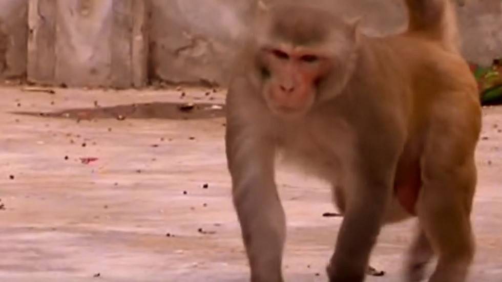 الهند.. الحر يقتل القرود والعواصف تقتل البشر