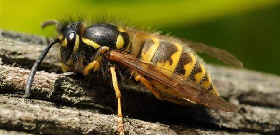 أسوأ 10 لسعات حشرات وسبل العلاج