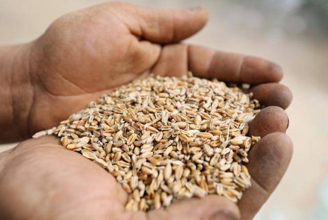 مصر تشتري 3.66 مليون طن من القمح المحلي منذ بداية الموسم