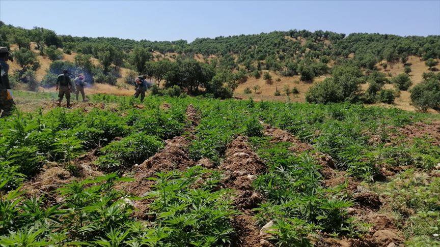 الأمن التركي يضبط 1.255 مليون جذرة من القنب الهندي