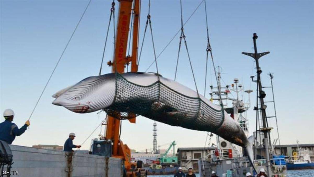 بعد 30 عاما.. اليابانيون يعودون لاصطياد الحيتان