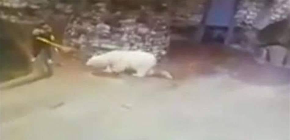 عاملة شُجاعة تواجه دبّاً ضخماً بالمكنسة (فيديو)
