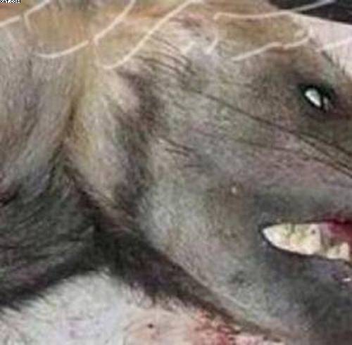 حيوان مفترس هاجم أحد الأفران في جزين وعض 3 أشخاص
