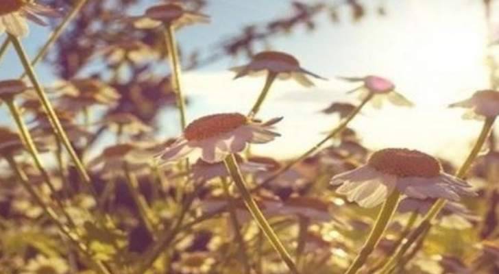 هل تعالج زهرة الأقحوان سرطان الدم؟