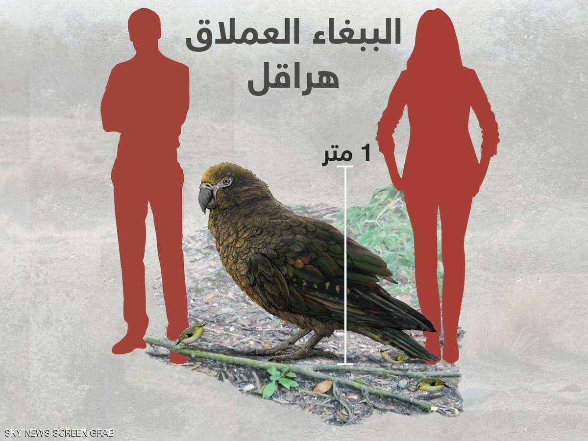 اكتشاف ببغاء 
