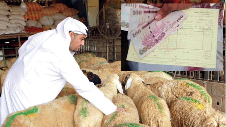 1.8 مليون رأس ماشية لتغطية الحج والسوق المحلية بالسعودية