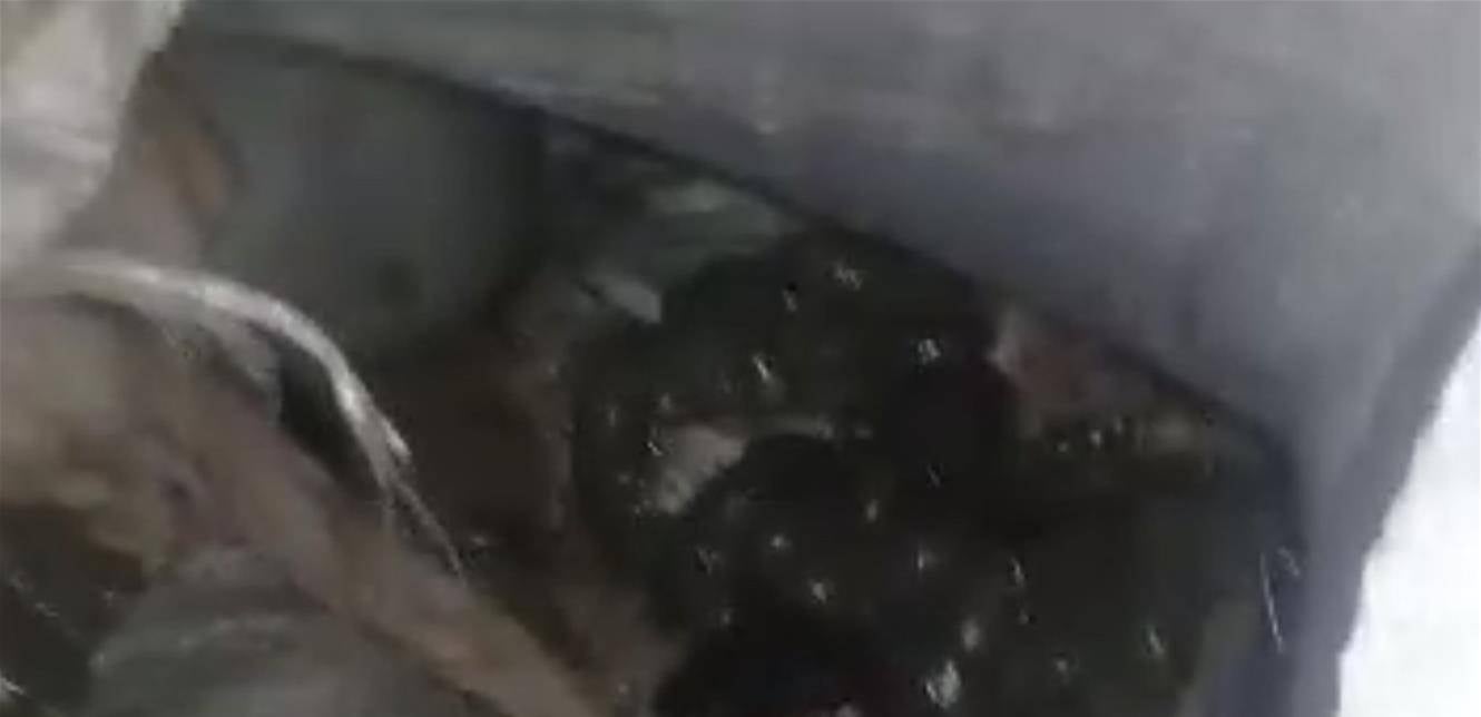 رمي أحشاء أبقار وأغنام في خراج جديدة القيطع العكّارية! (صورة)