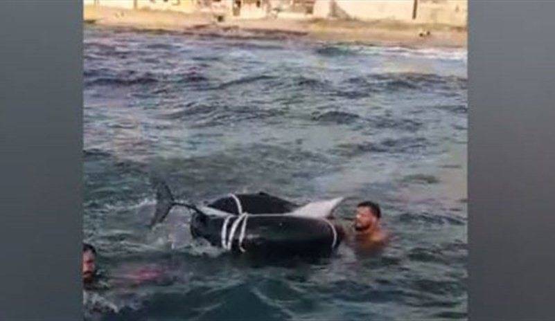 ما قصة الدلفين النافق في بحر عدلون - جنوب لبنان؟