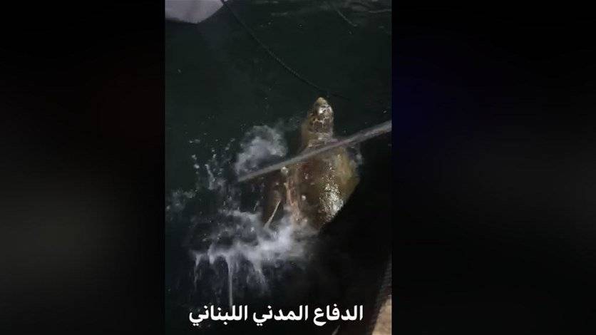 سلحفاة محتجزة بحبل مرساة زورق في مرفأ جونية... وفيديو يظهر عملية انقاذها
