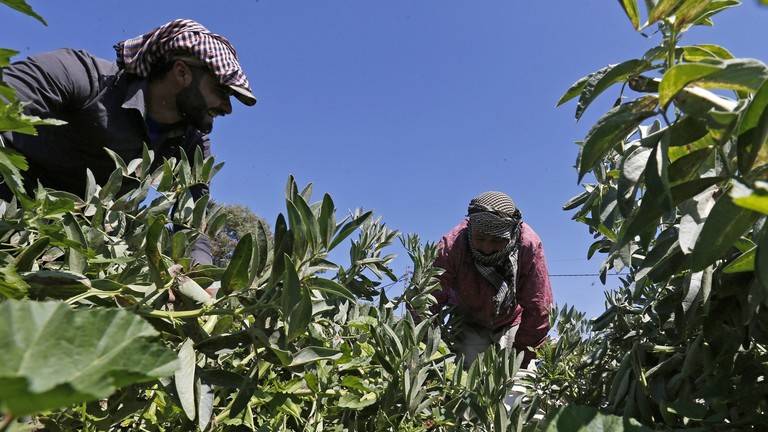 تركيا تتصدر بلدان العالم بأربعة منتجات زراعية