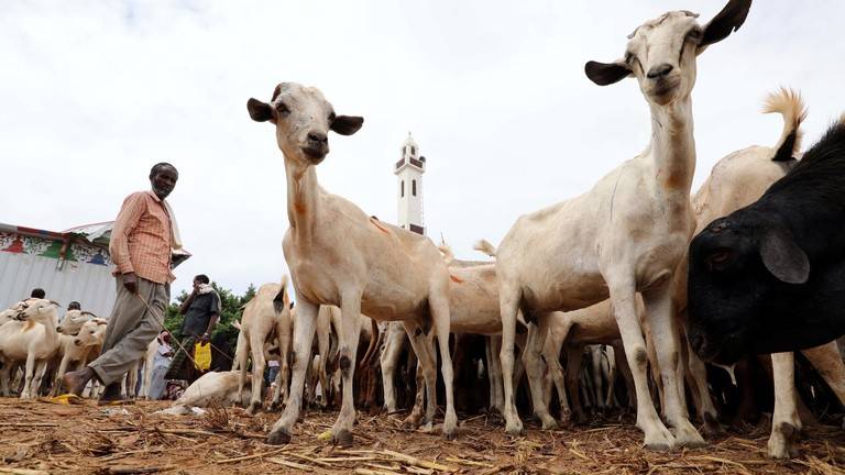 نفوق ماشية سودانية بملايين الدولارات في السعودية