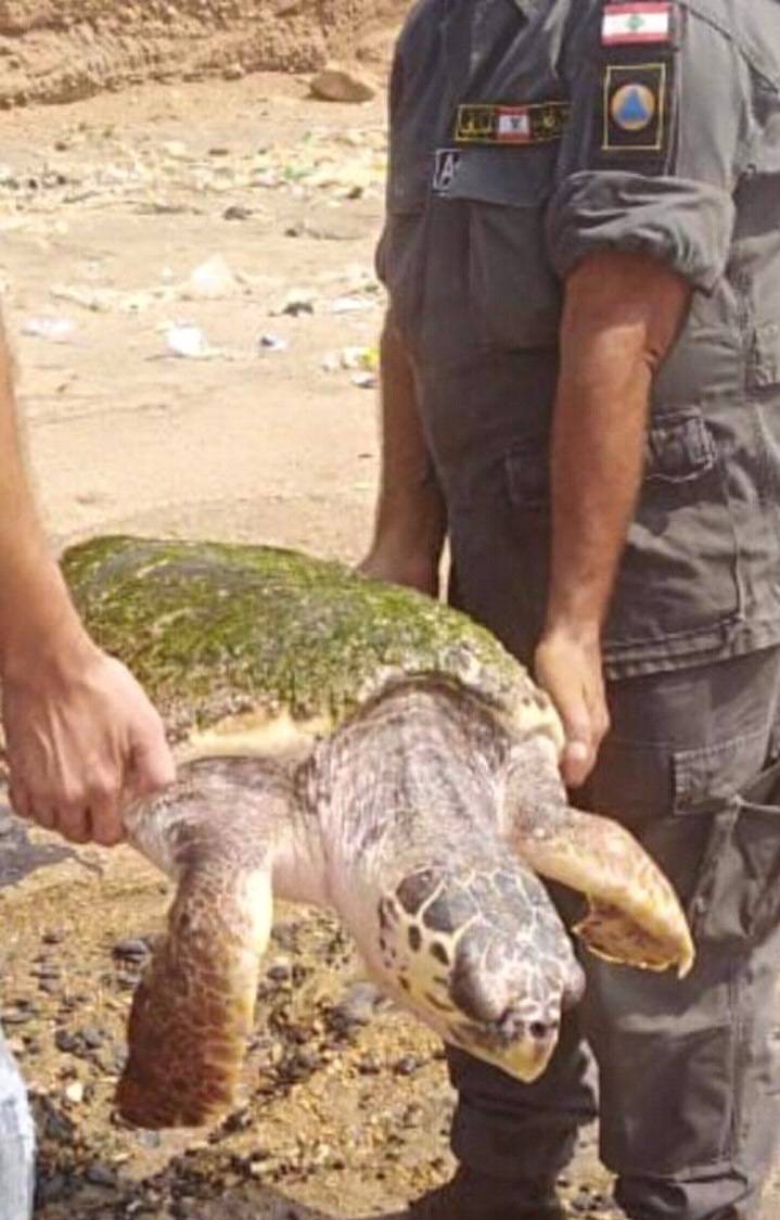 إنقاذ سلحفاة ضخمة عالقة على شاطئ العريضة