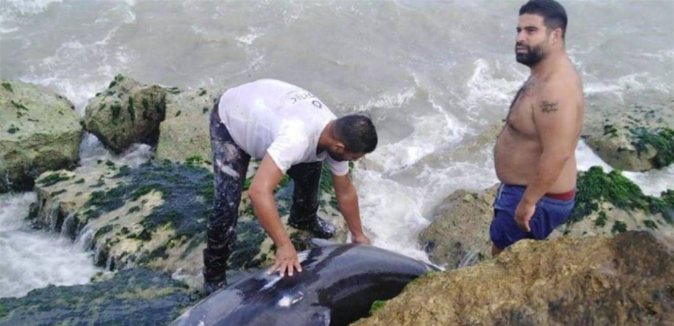 صور جديدة للدلفين الذي عُثر عليه عند شاطئ صور