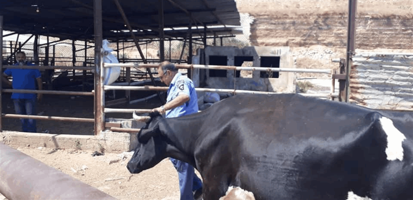 احتجاز ابقار في منطقة ابي سمراء بعد انذار اصاحبها